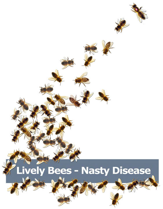 Lively Bees - Nasty Disease